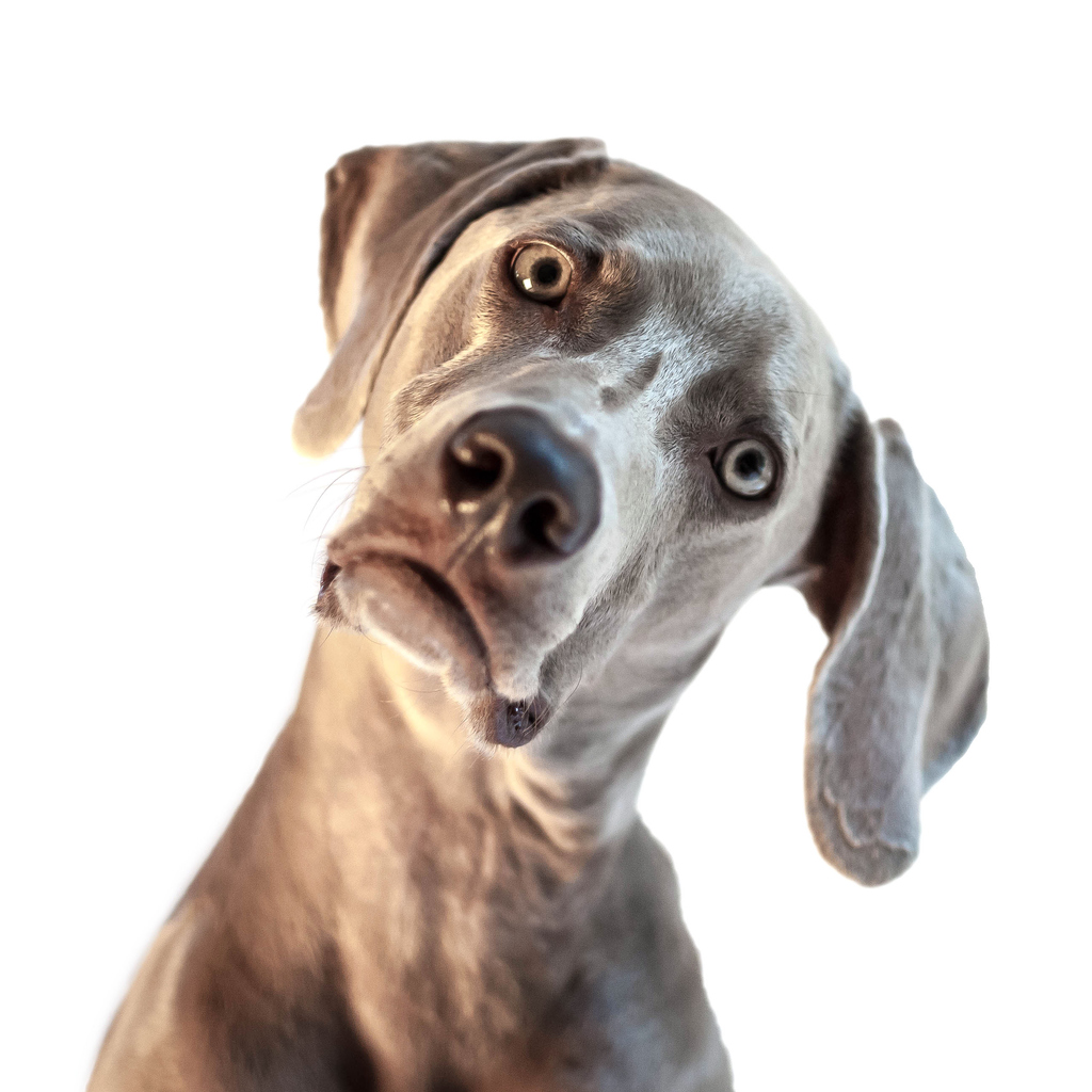 Confused Weimaraner